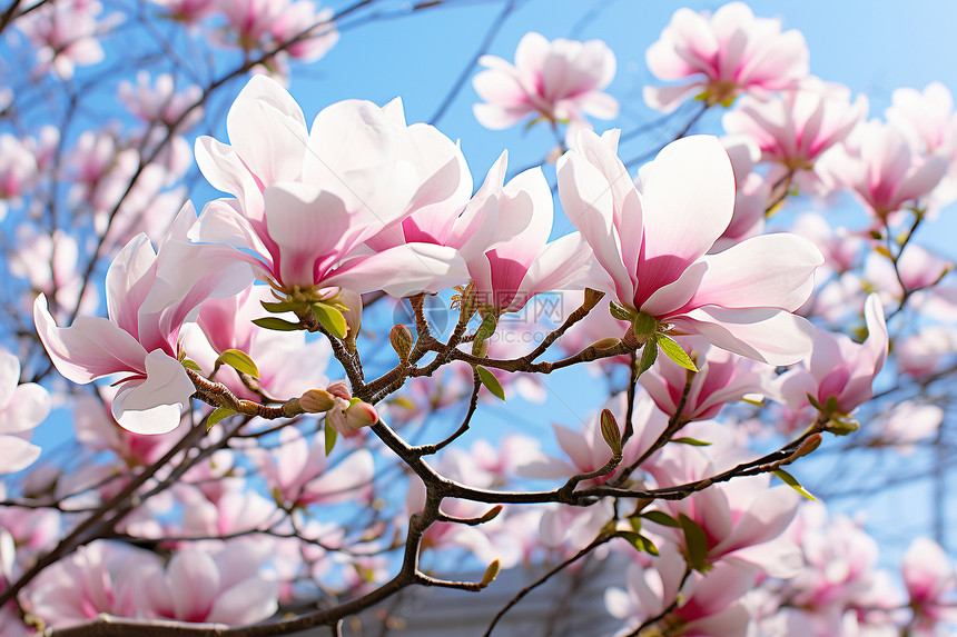 户外树枝上盛开的粉色花朵图片