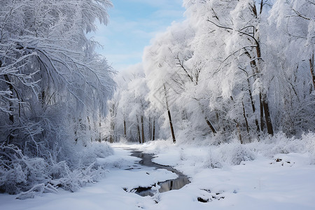 森林中厚厚的白雪背景图片