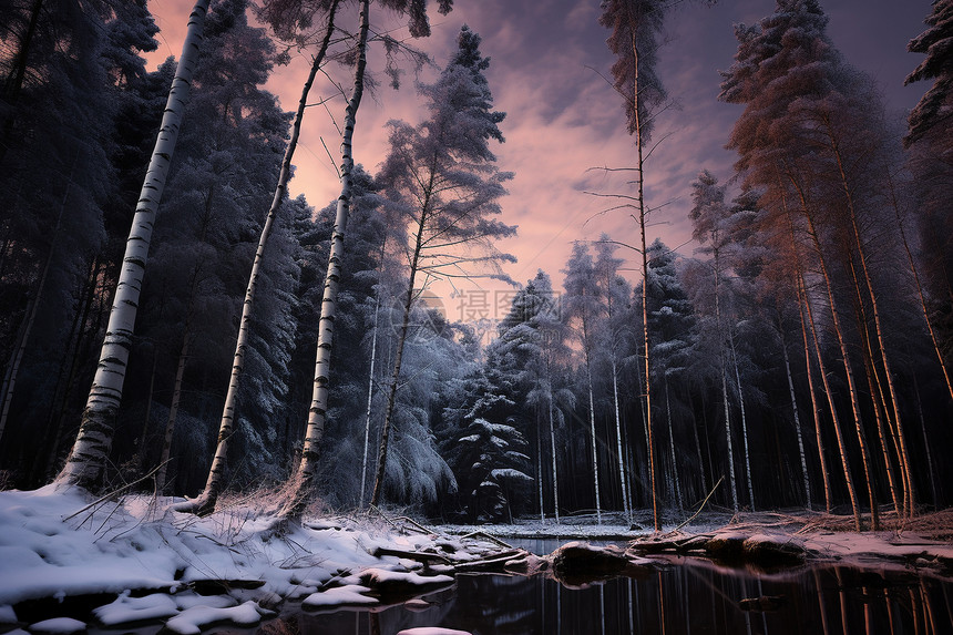 森林中的白雪图片
