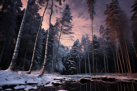 森林中的白雪背景图片
