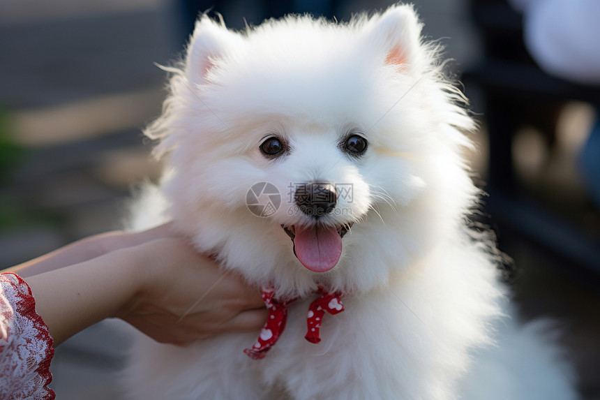 白色的狗狗图片
