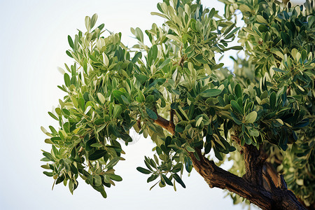绿色橄榄树背景图片