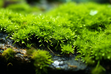 湿地中的苔藓背景图片
