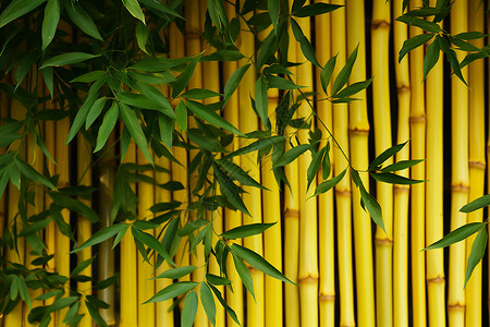 院中的绿竹背景图片