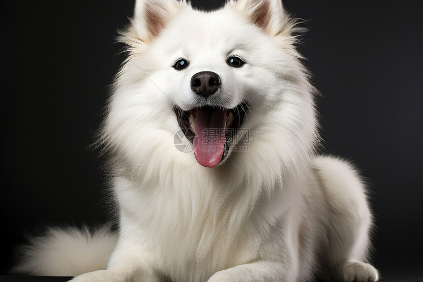 毛茸茸的萨摩耶犬图片