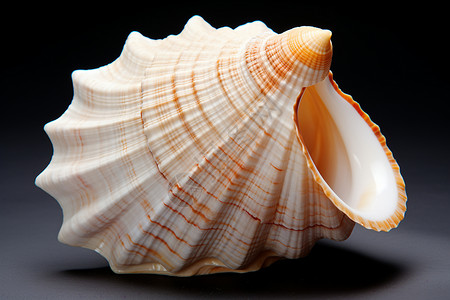 鹦鹉螺的壳背景