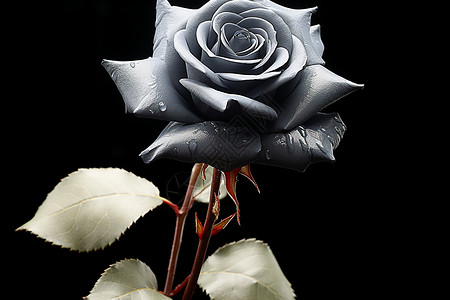 稀有植物稀有的黑玫瑰背景