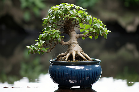 小盆栽小树根据描述可以给这张照片一个中文标题青瓷盆中的绿意盎然背景