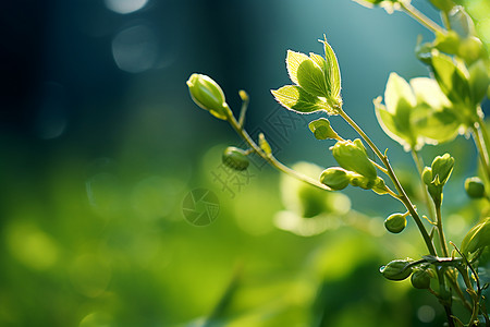 新绿植物叶子背景图片