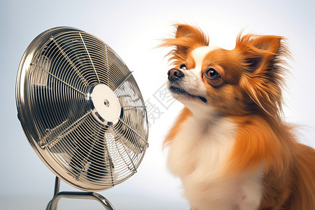 夏日清凉的小狗高清图片