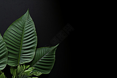 大绿叶植物背景图片