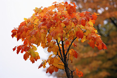 秋天金黄树林背景图片