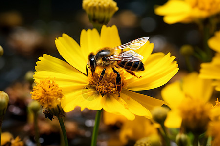 蜜蜂与花海背景图片