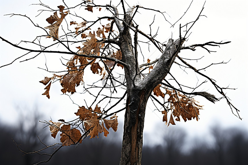 秋季落寞的大树图片