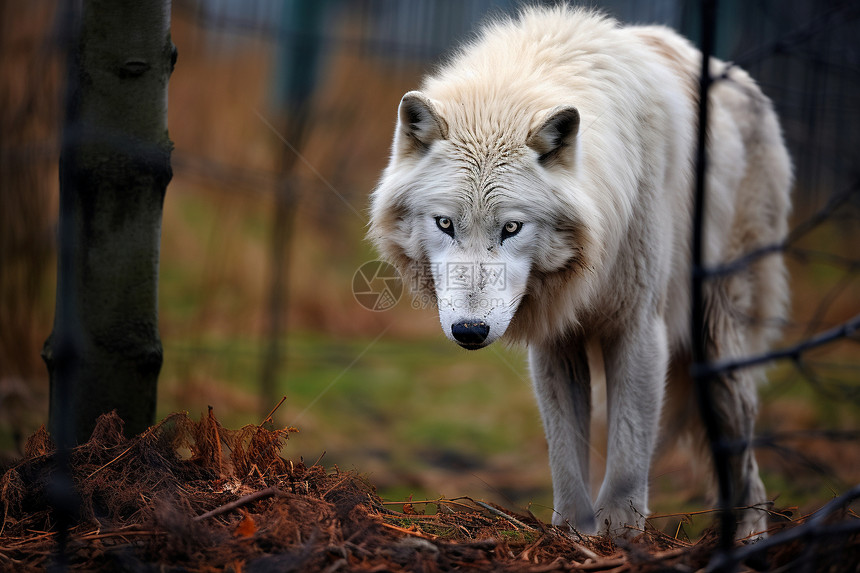 肉食动物的孤狼图片