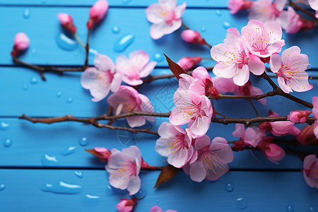春季花园绽放的美丽樱花背景图片
