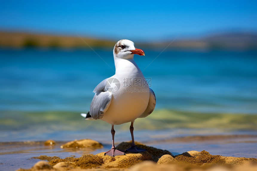 海岸上栖息的海鸥图片