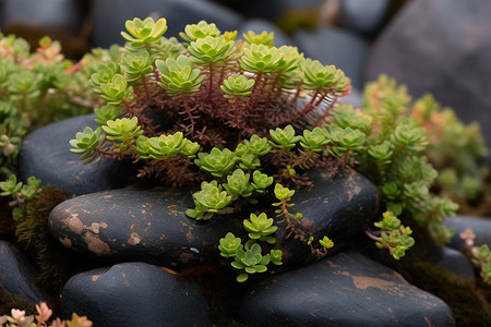 鹅卵石上生长的苔藓植物背景图片