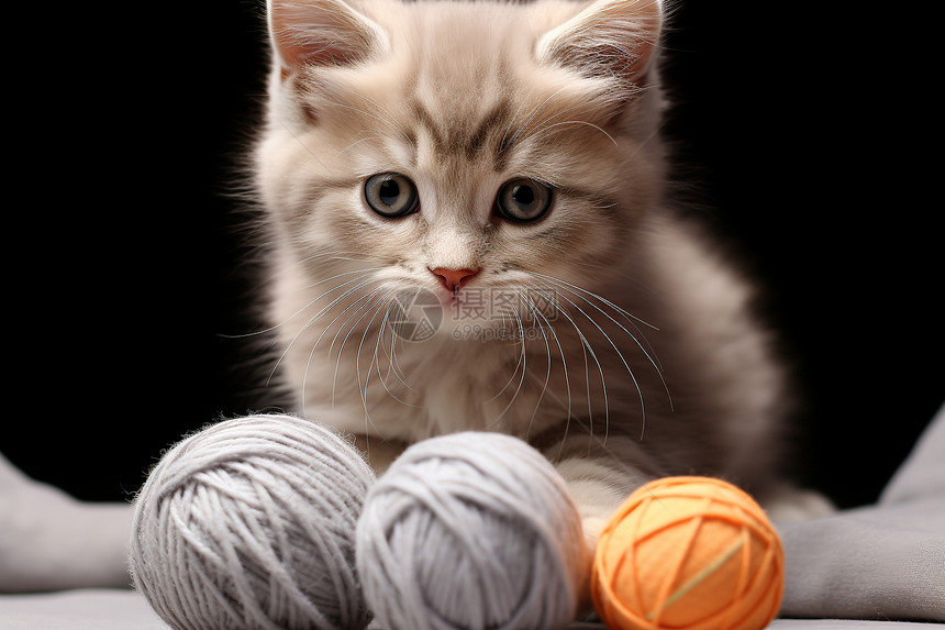 小猫咪与毛线球图片