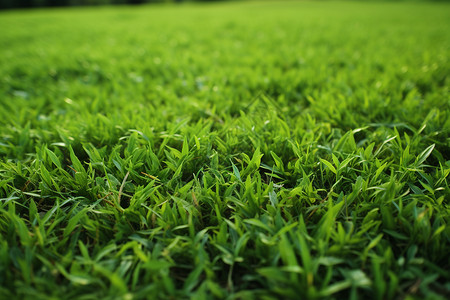 绿草如茵的草坪背景图片