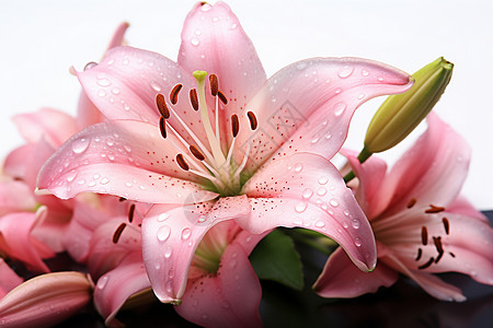 美丽的粉色百合花花朵背景图片