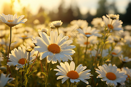 阳光下的花朵雏菊背景图片
