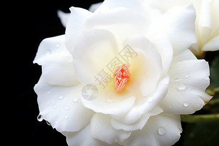 清晨的露珠洒在雪白的花瓣上背景图片