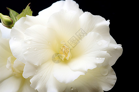 水珠点缀的白色花朵背景图片