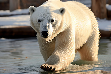 水中行走的北极熊背景图片