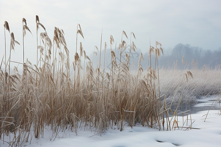 冰天雪地中的湖畔风光背景图片