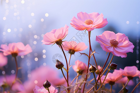 粉色花朵成片绽放背景图片