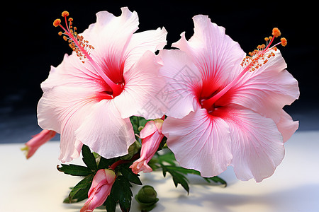 热带美丽的花朵高清图片