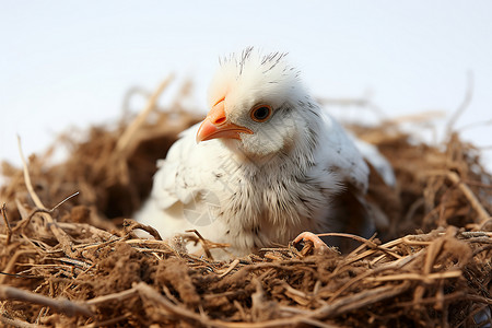 稻草堆里的母鸡背景图片