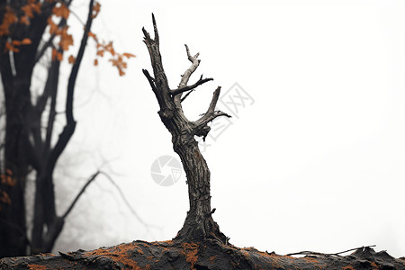 孤独的枯树枝背景图片