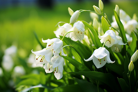 卡通百合花卉阳光下的百合背景