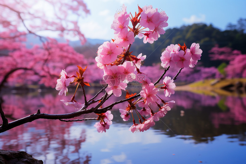 樱花湖畔的美景图片