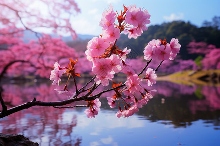 樱花湖畔的美景背景图片