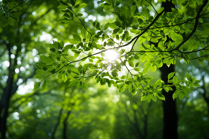 阳光照耀下的绿树丛林图片