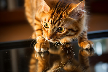 猫咪与镜面的互动背景图片