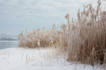 冬天芦苇冰封的湖上的芦苇背景