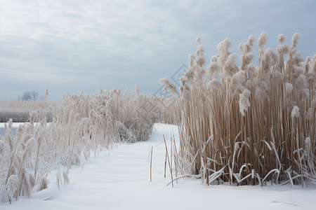 白雪中的芦苇背景图片
