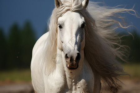 自由奔放的白马背景图片