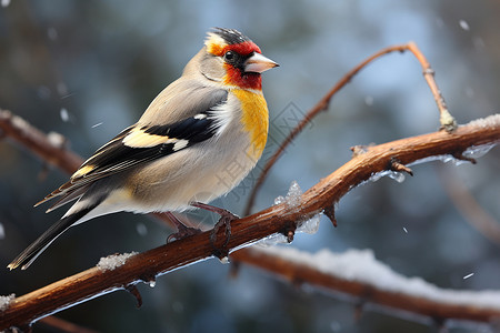 树枝间的雪中鸟儿背景图片