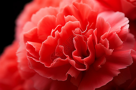 盛开的翠玉红花背景图片