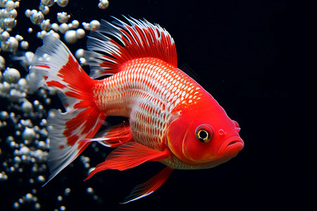 水族箱中一只红白相间的鱼背景图片