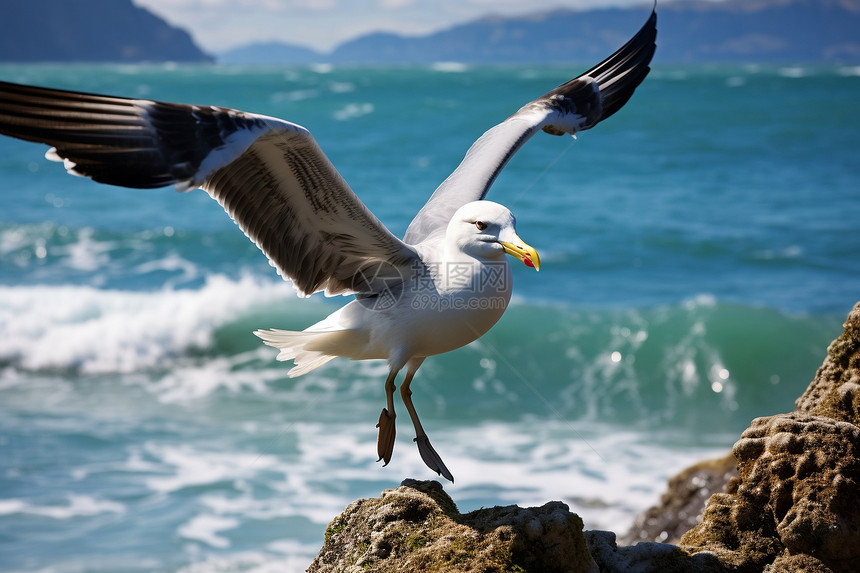 海鸥展翅翱翔于海洋图片