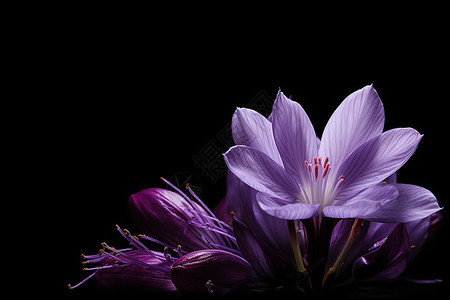 绽放的紫色花朵背景图片