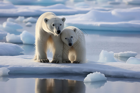 两只北极熊背景图片