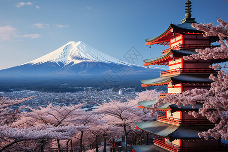 美丽的樱花日本富士山背景下的樱花背景