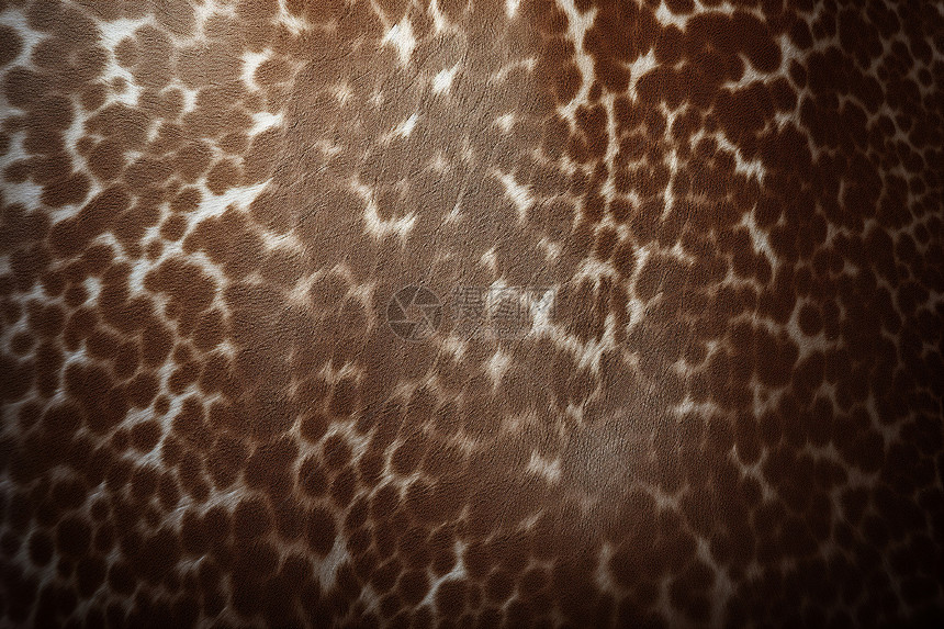 长颈鹿皮肤的细节特写图片